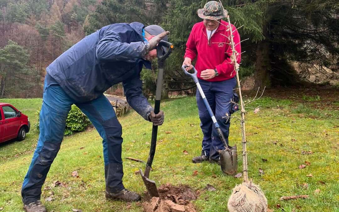 Knüllwald pflanzt neue Eichen
